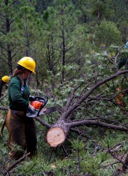 conservations staff trimming a cut tree.